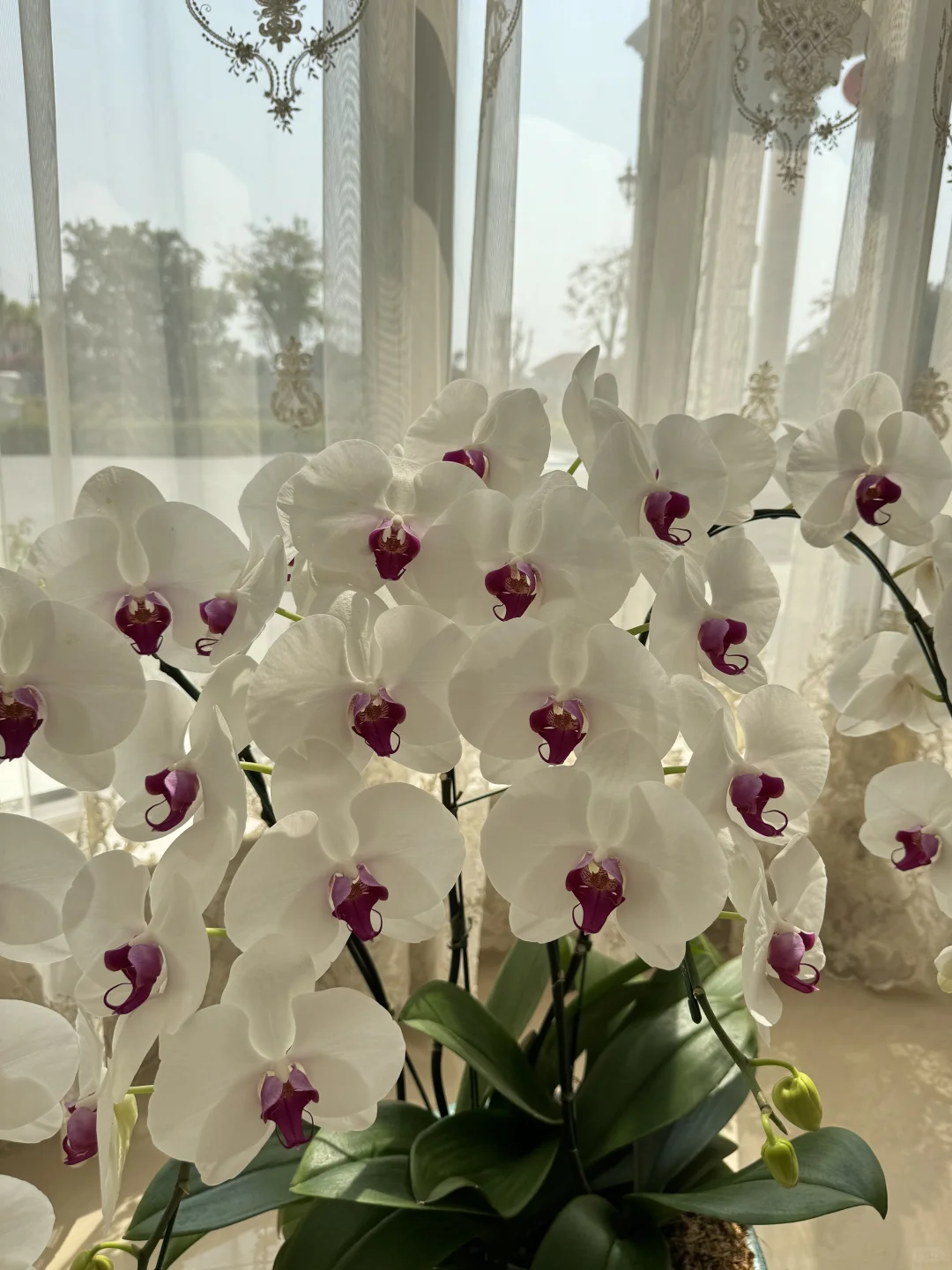 养兰花的尽头是蝴蝶兰