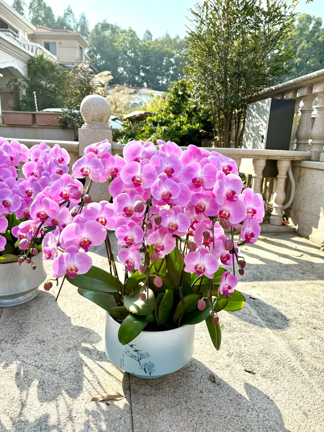 连盆十株230 ?顺德陈村蝴蝶兰下车！附地址~