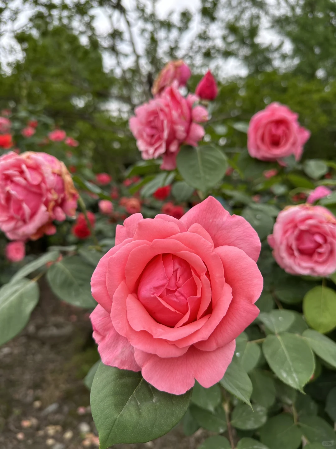 发现一片超美的玫瑰花园