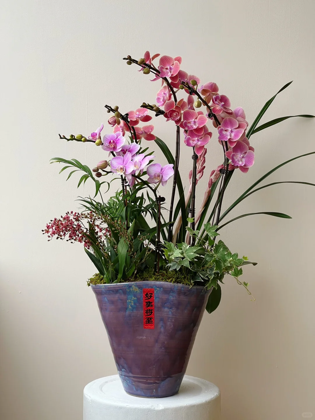 2025年宵花｜蝴蝶兰的美说不出来 ～