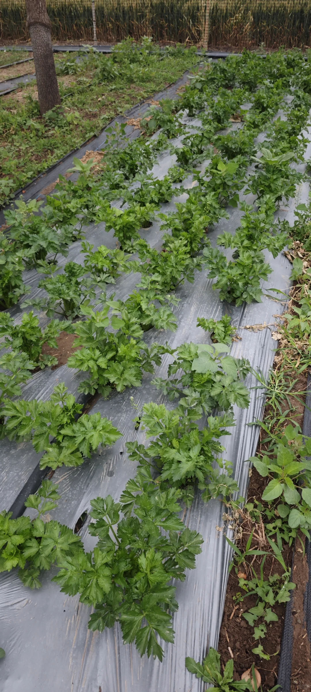 记录一下农场菜地的现状