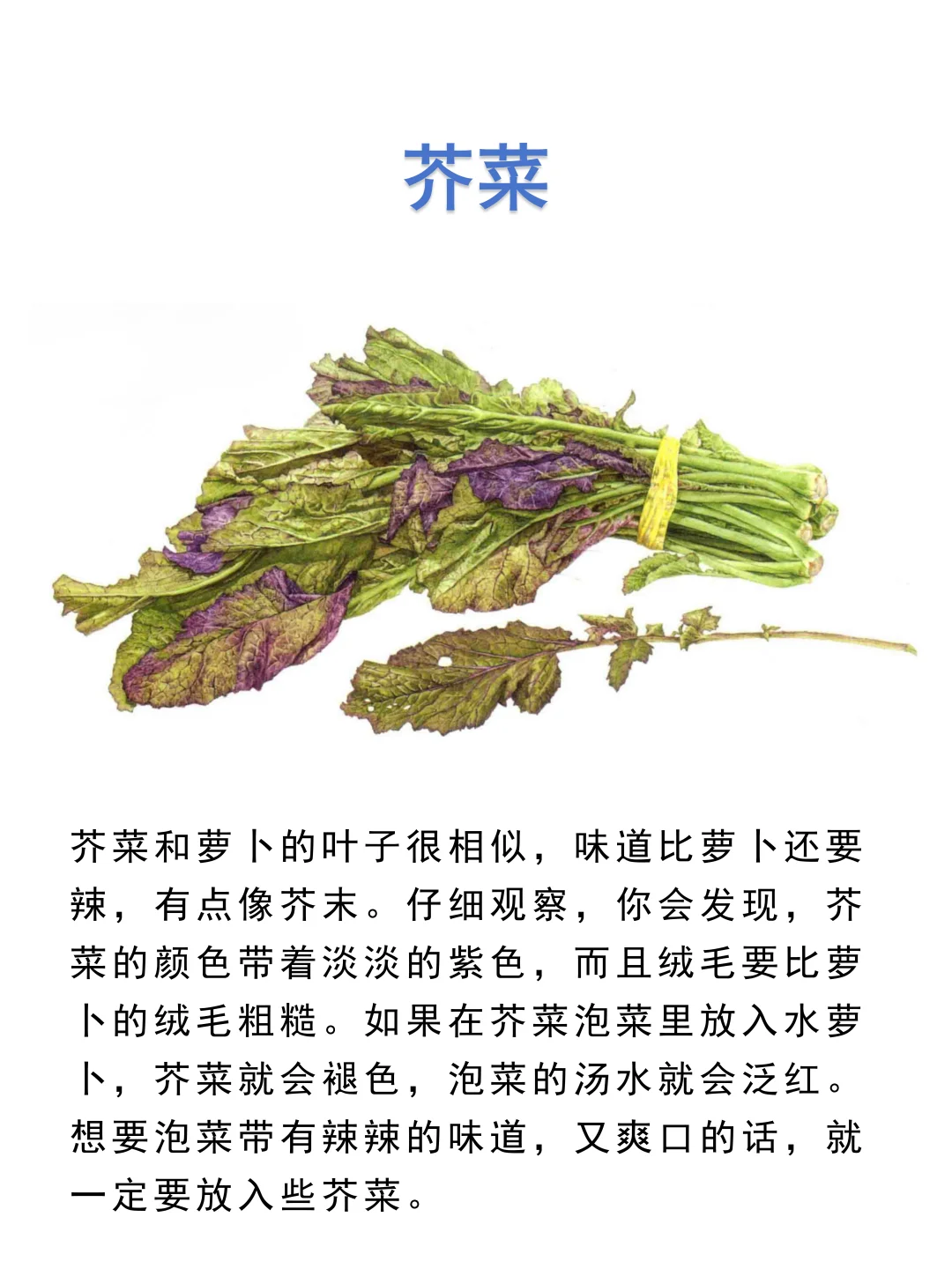 食用叶和茎的蔬菜