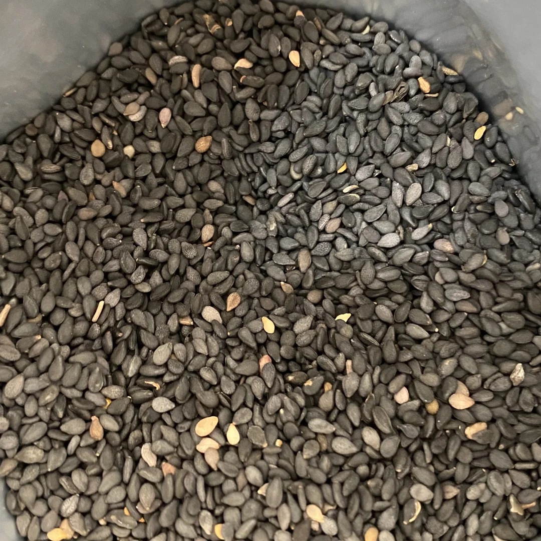 花椒地里长出的黑芝麻！丑丑的但超香✨