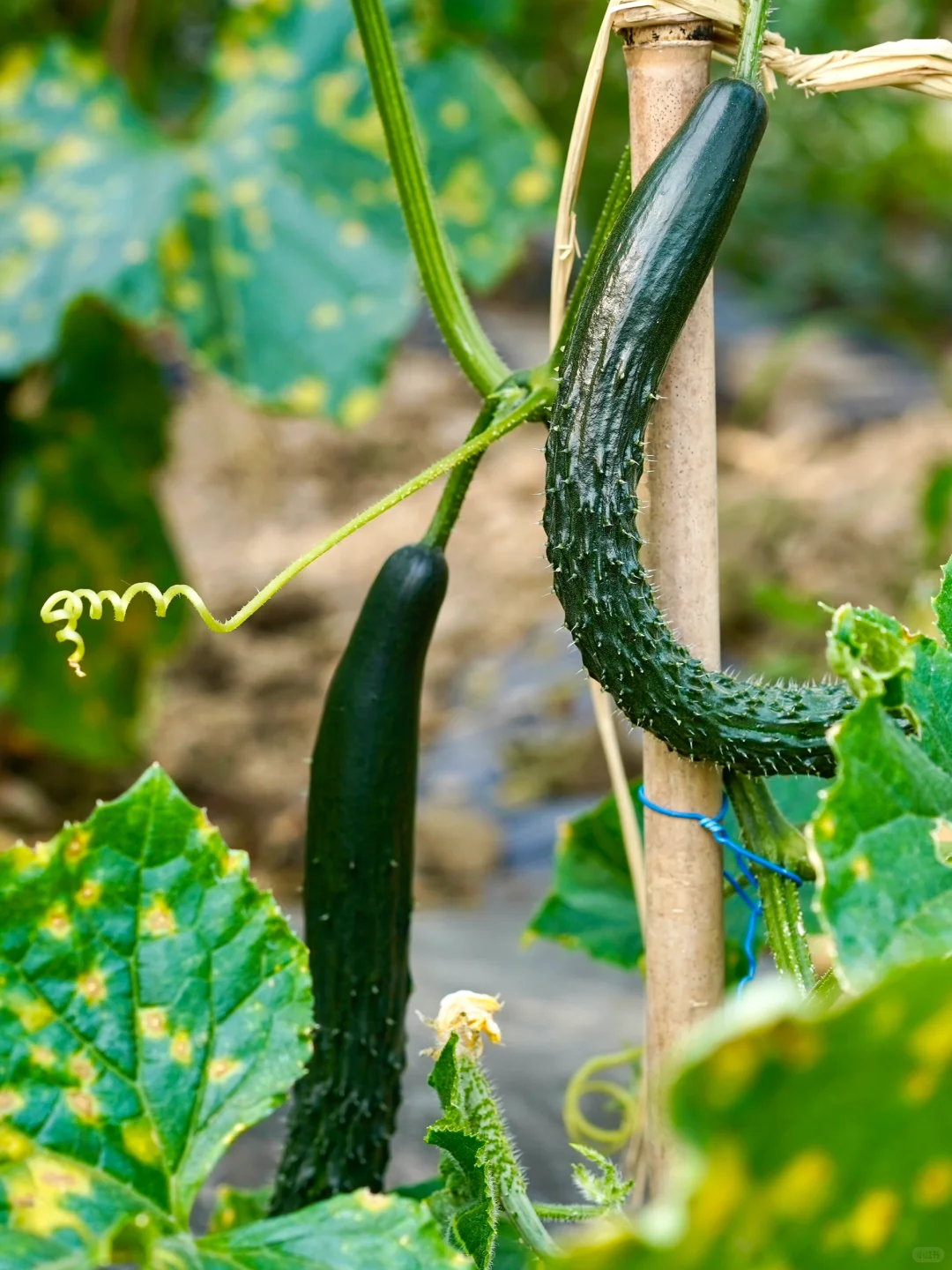 田园夏趣?乌村，让夏天的记忆不只有冰淇淋