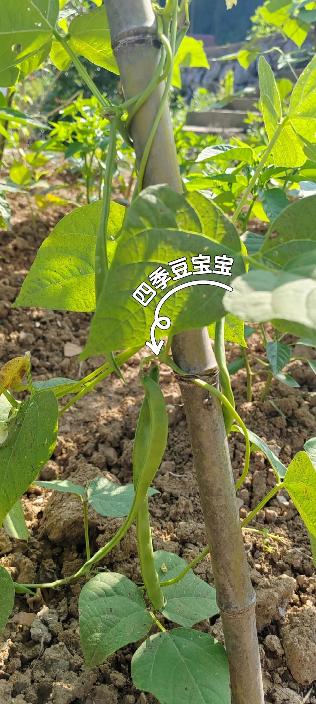 春天播种的蔬菜，夏天也是丰收的季节