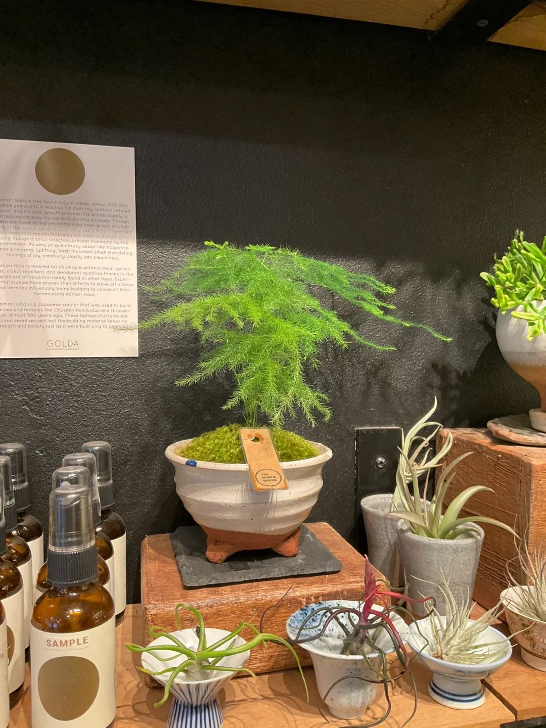 The Moss and Green 纽约植物店