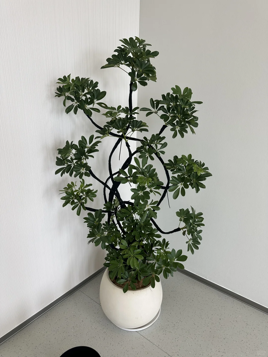 深圳绿植租赁批发，香港?配送