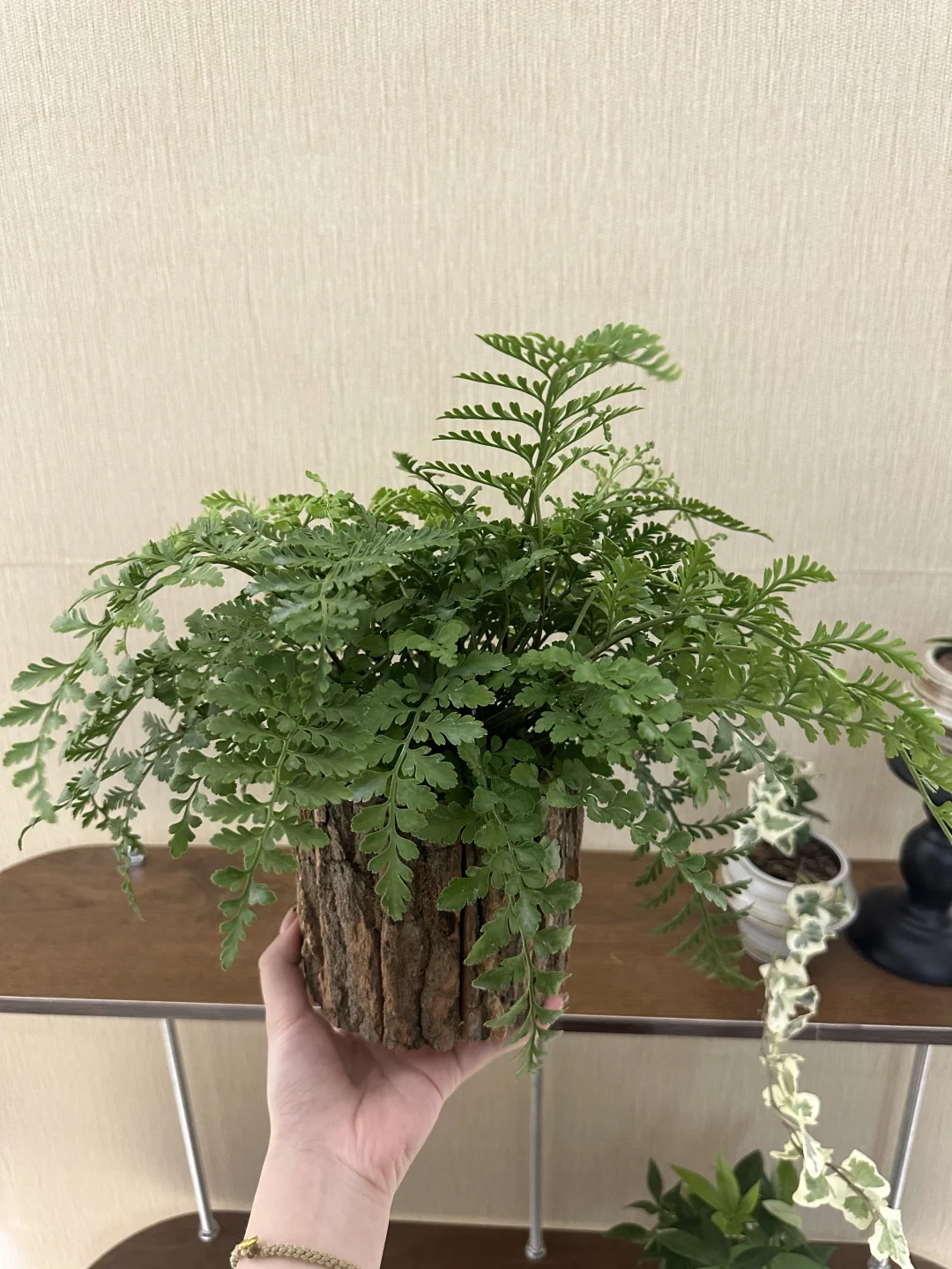 ?网购绿植开箱