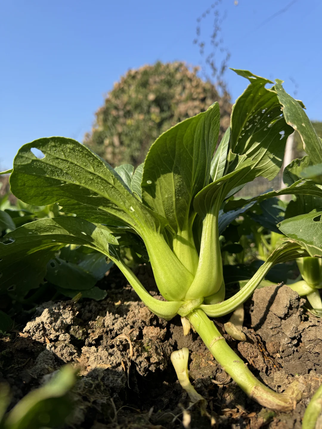 从菜地到菜篮！