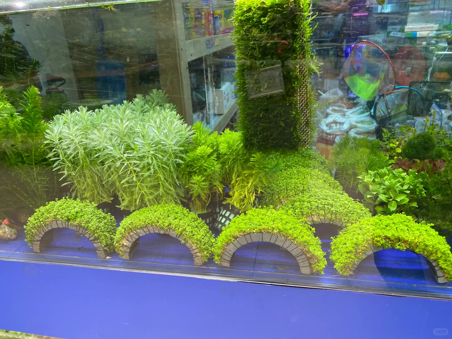 无意间发现一个宝藏花卉市场