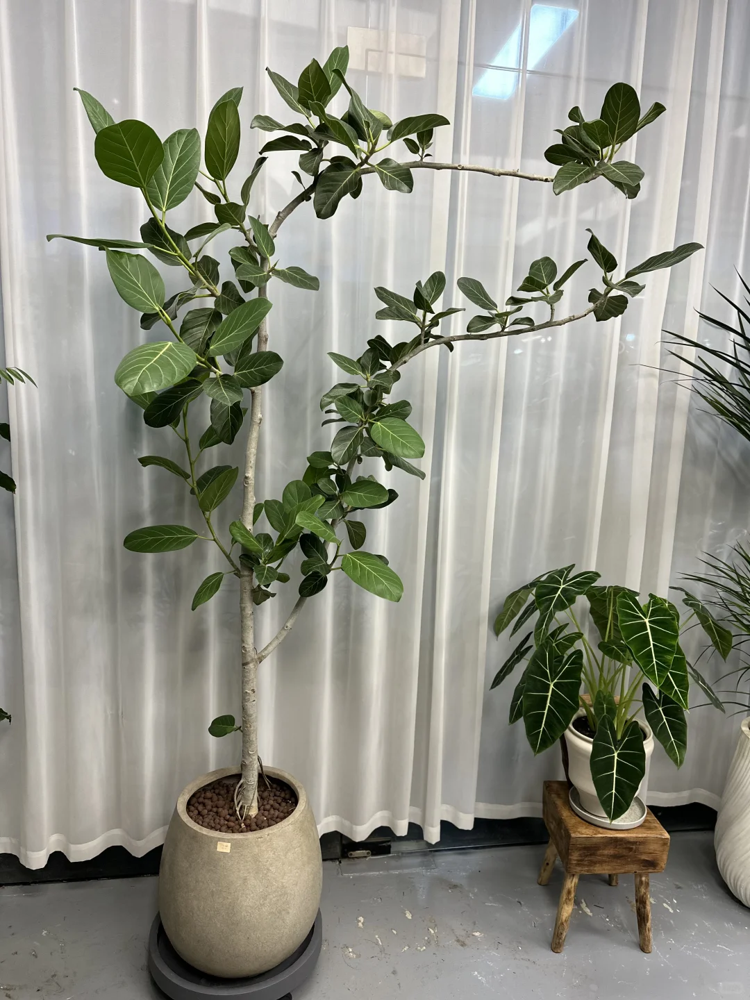 想看看你们的绿植！