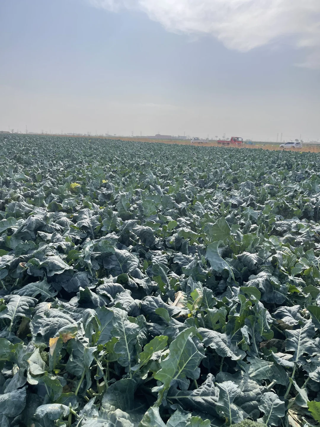 贫民窟捡菜日记?