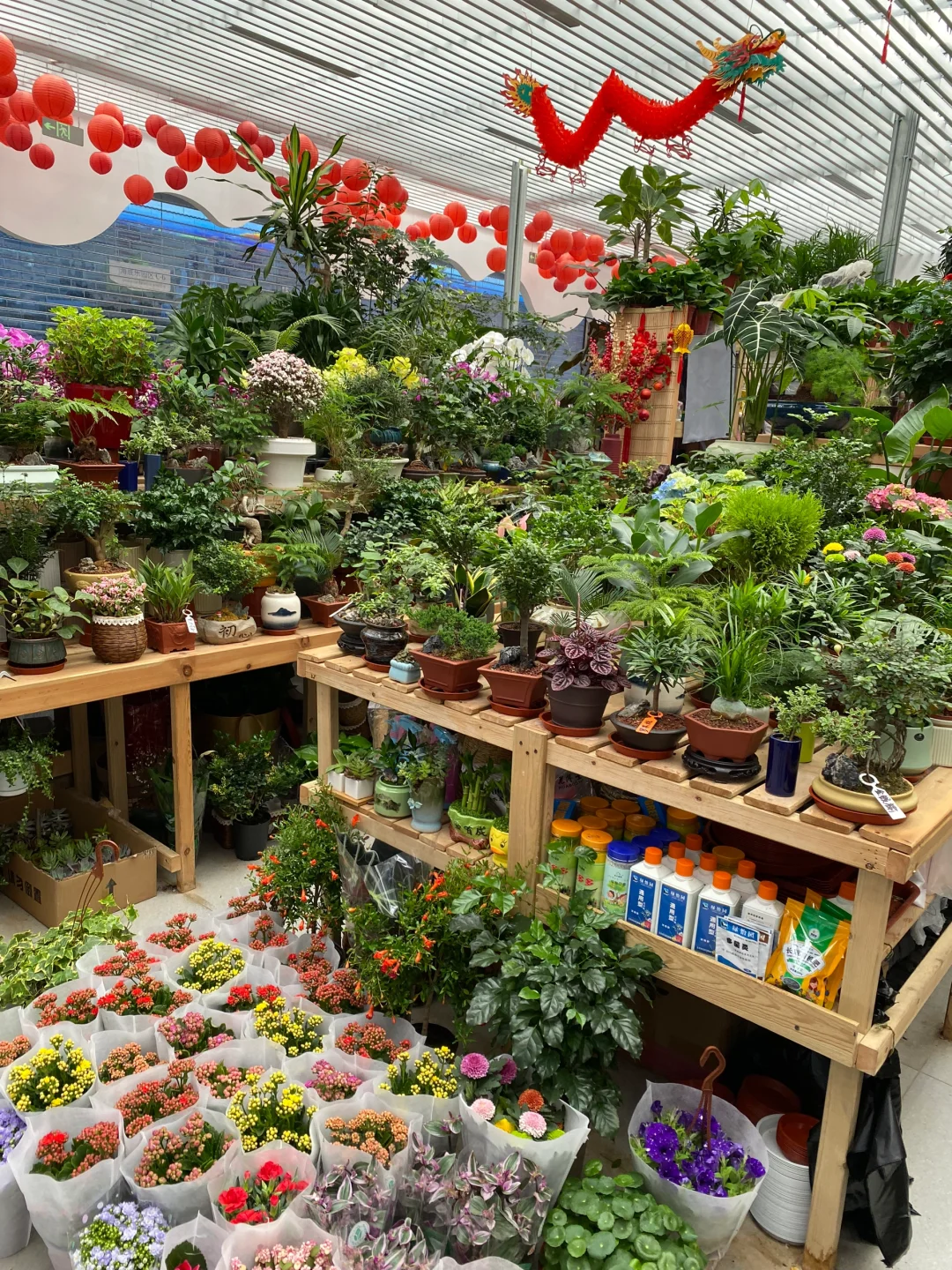 无意间发现一个宝藏花卉市场