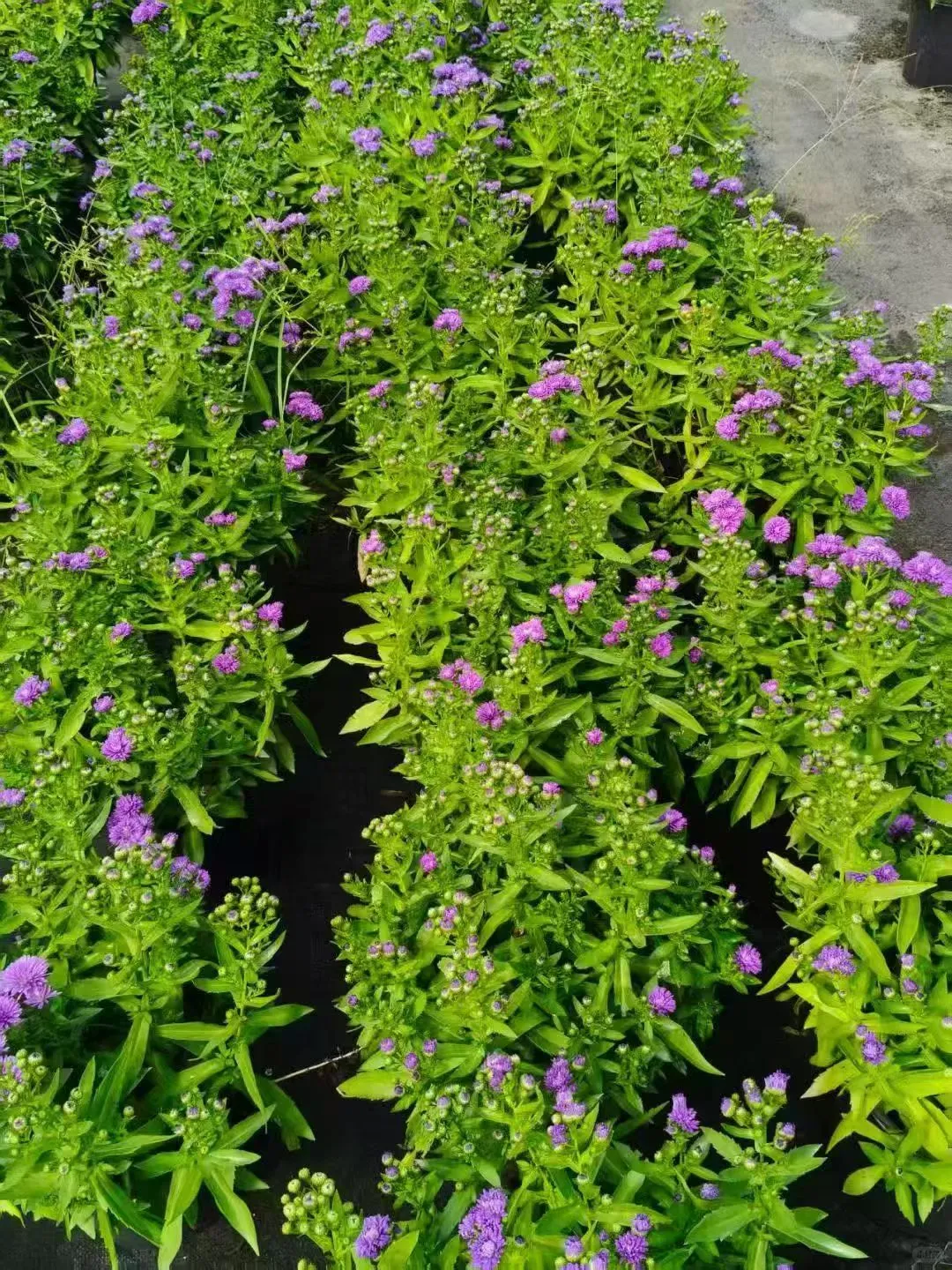 【苗木～紫菀】