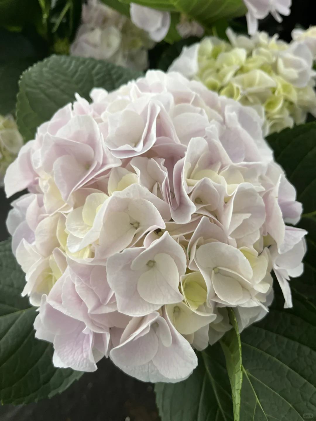 今天的绣球花也太治愈了～