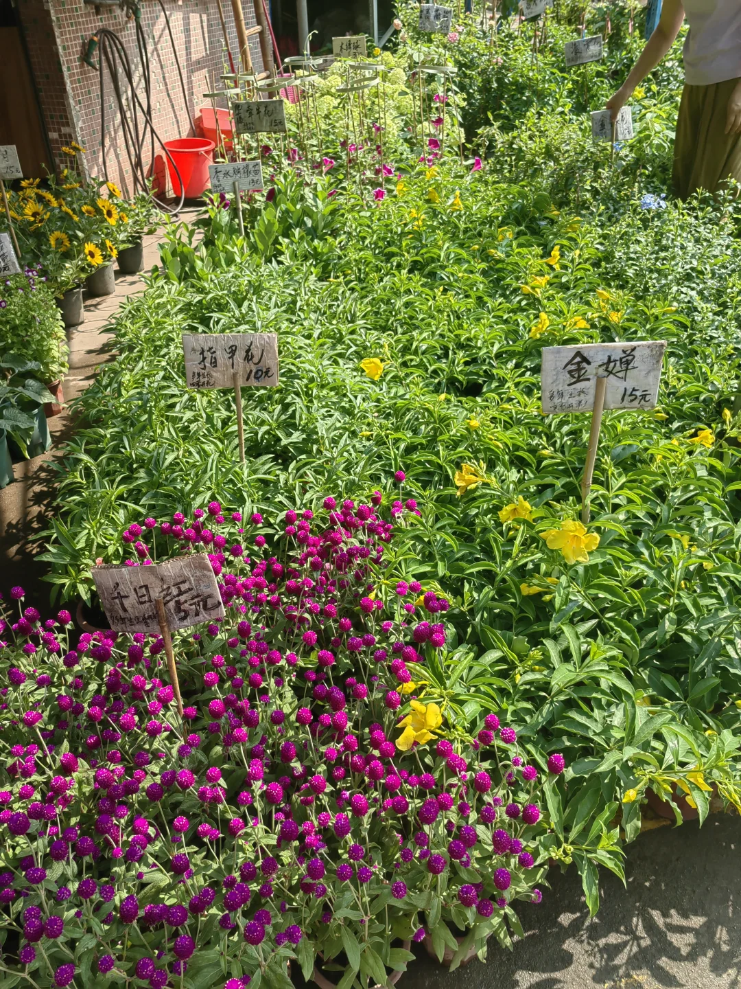 花花品种多了！2025.10.17岭南花卉市场