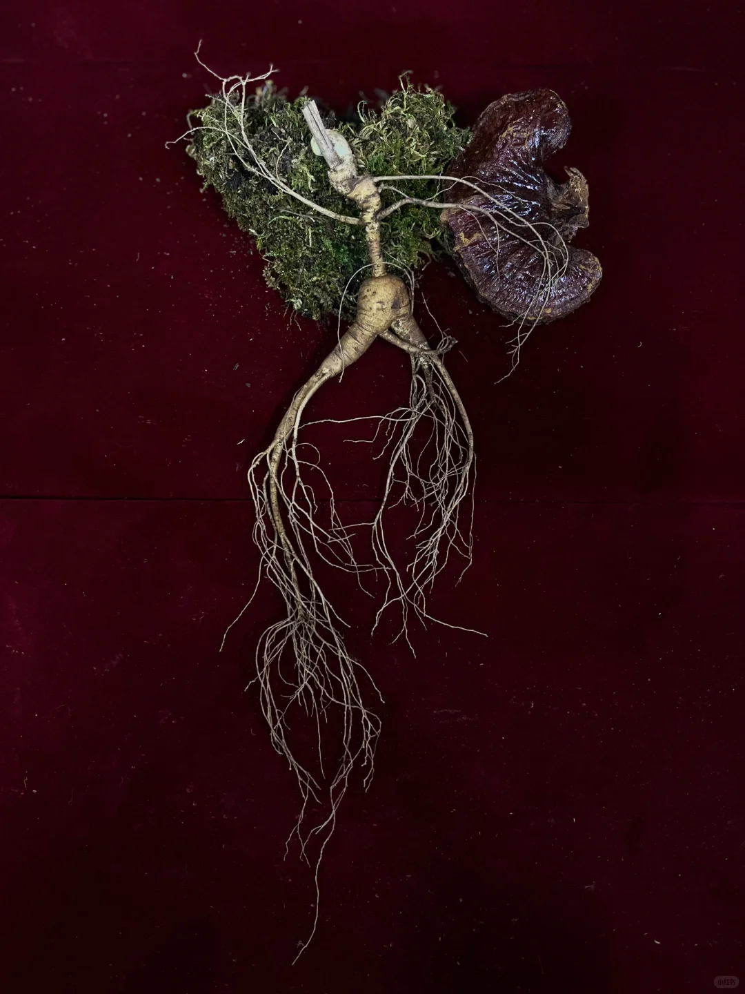 辨别林下籽参的方法