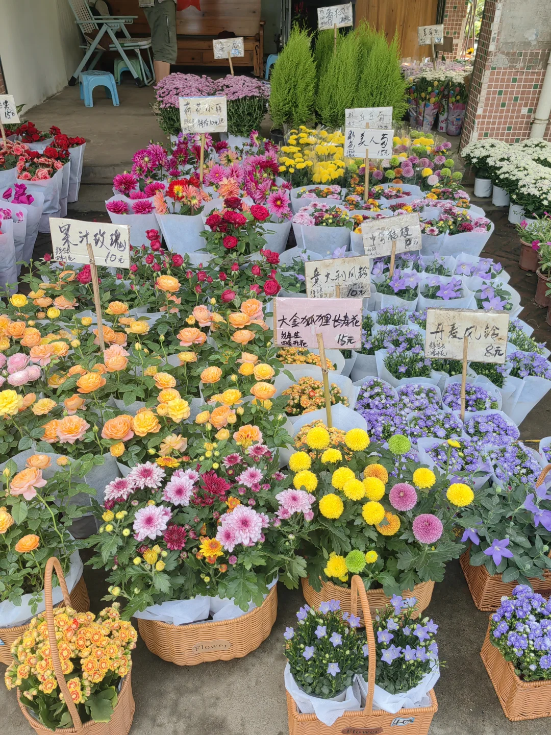 花花品种多了！2025.10.17岭南花卉市场
