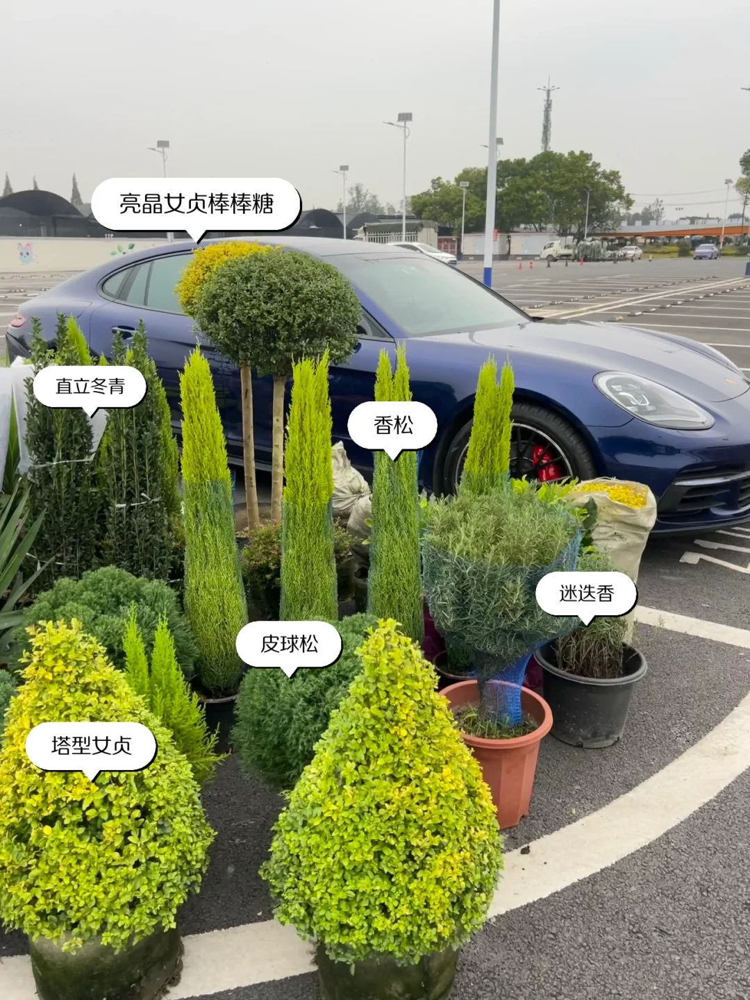 ?花园植物搭配｜普通人自己买植物装的花园