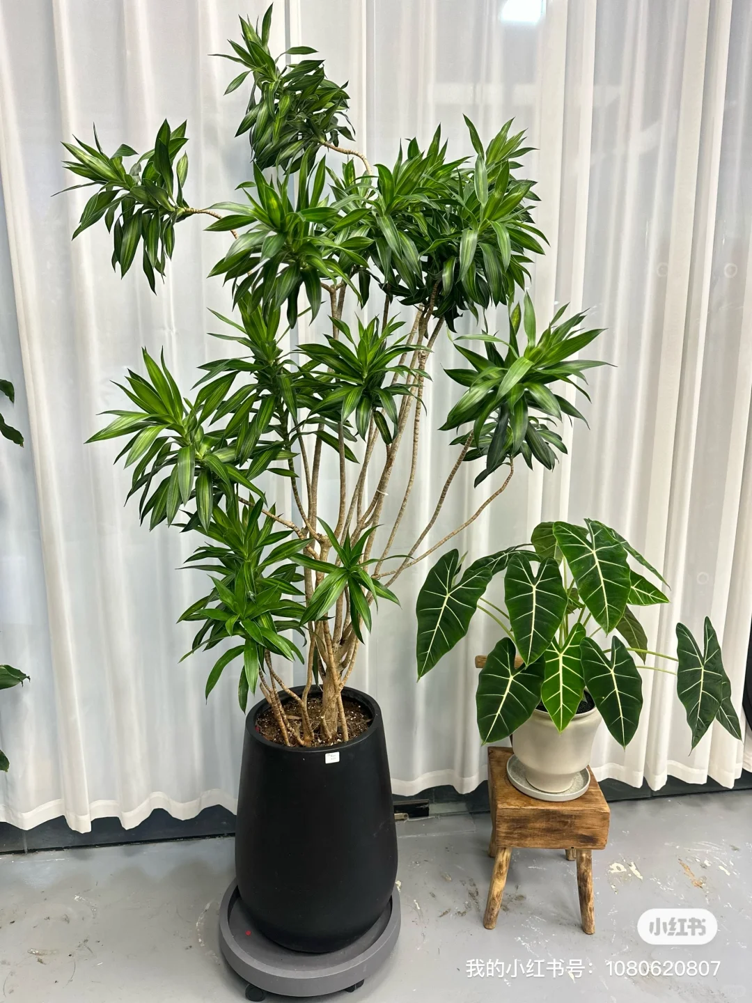 想看看你们的绿植！