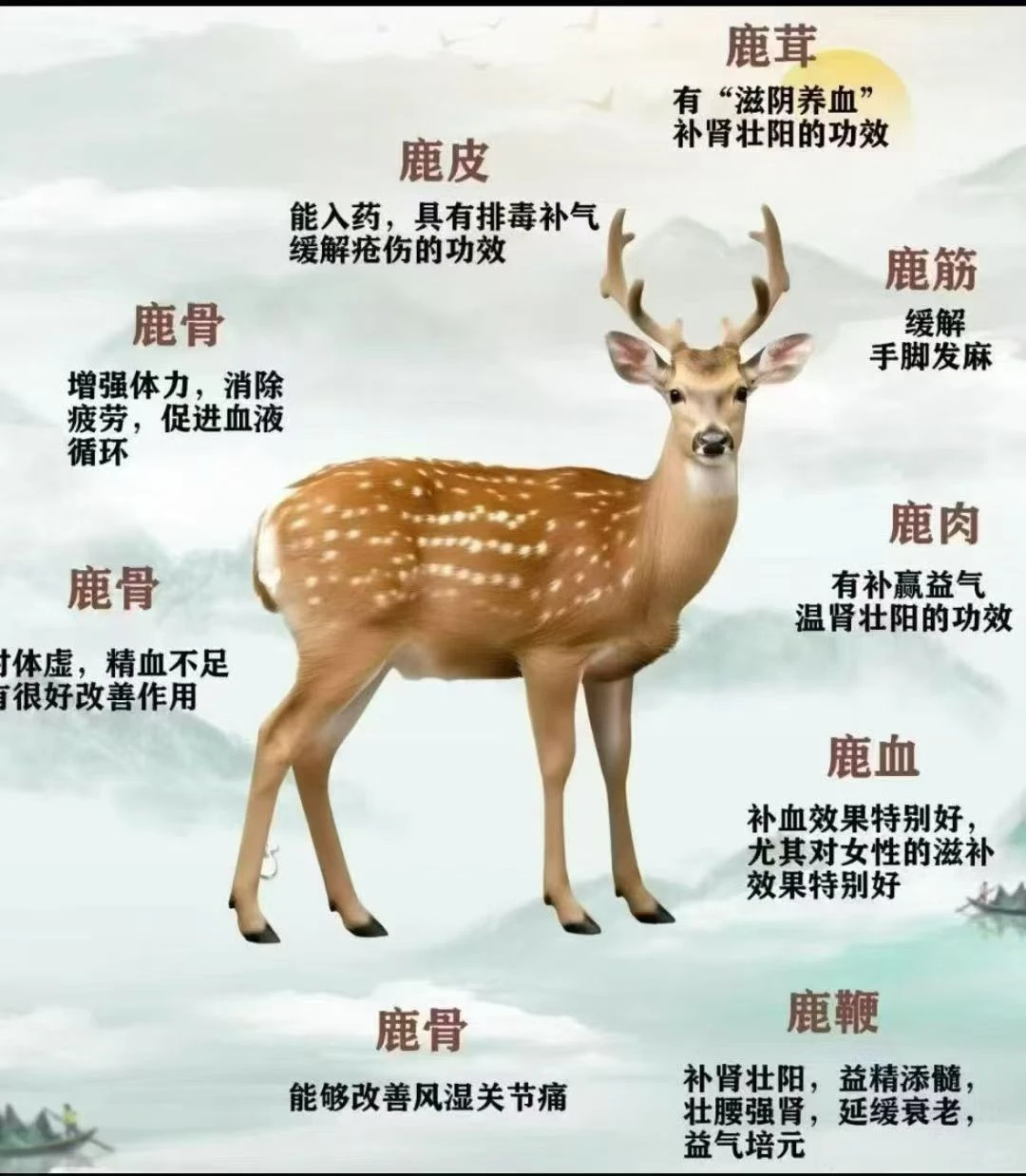 吉林辽源梅花鹿特产