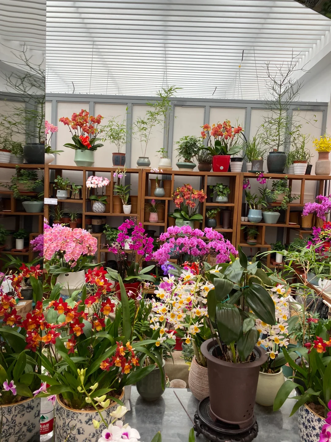 无意间发现一个宝藏花卉市场