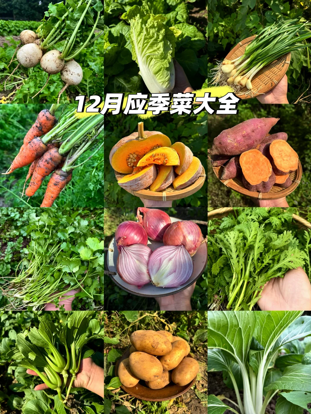 对不起了河马?我选万亩农场的“野生菜”