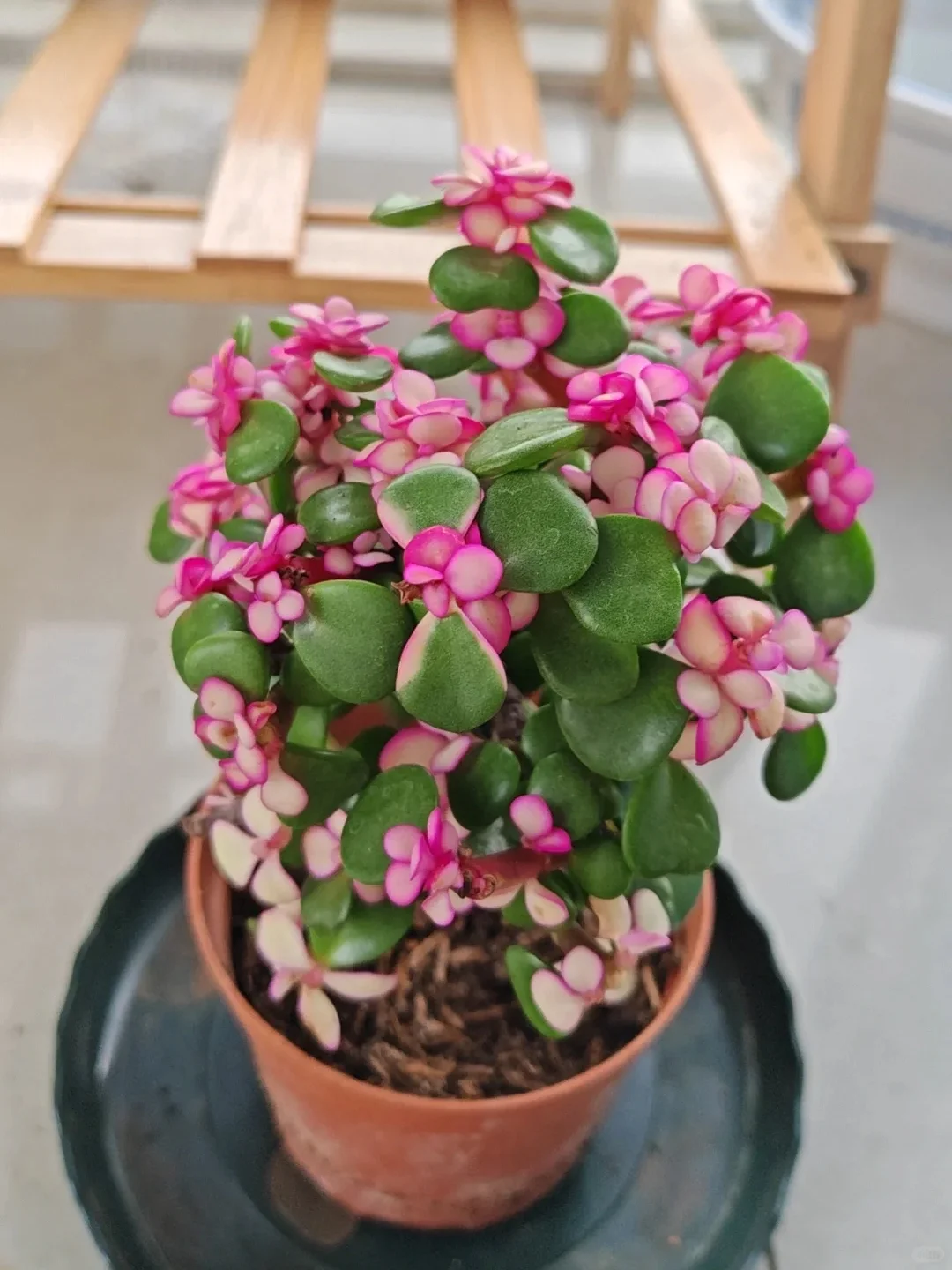 “第三十一期~金枝玉叶~养护秘籍！?”