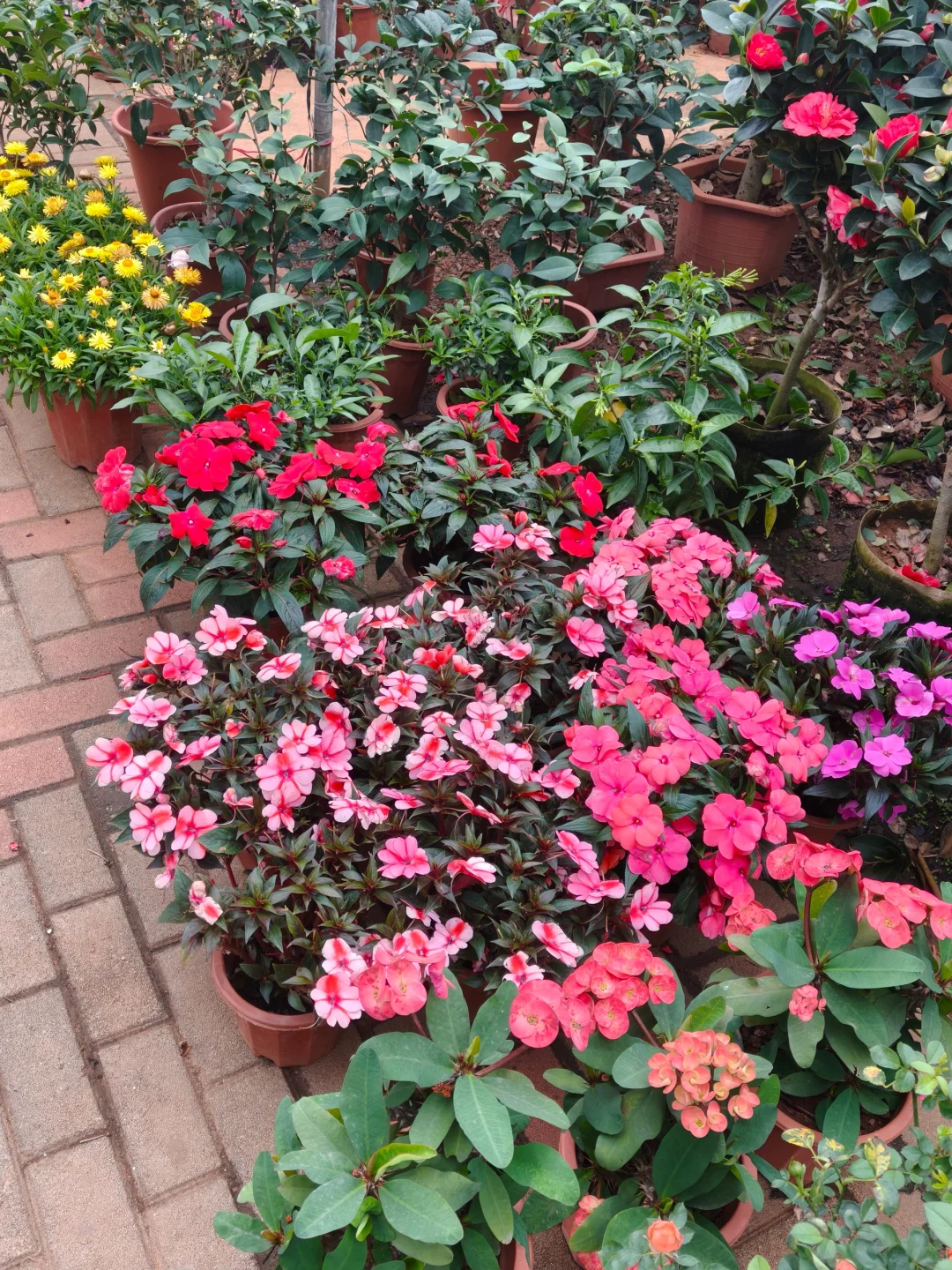 海口椰海大道金福路口绿植花卉市场