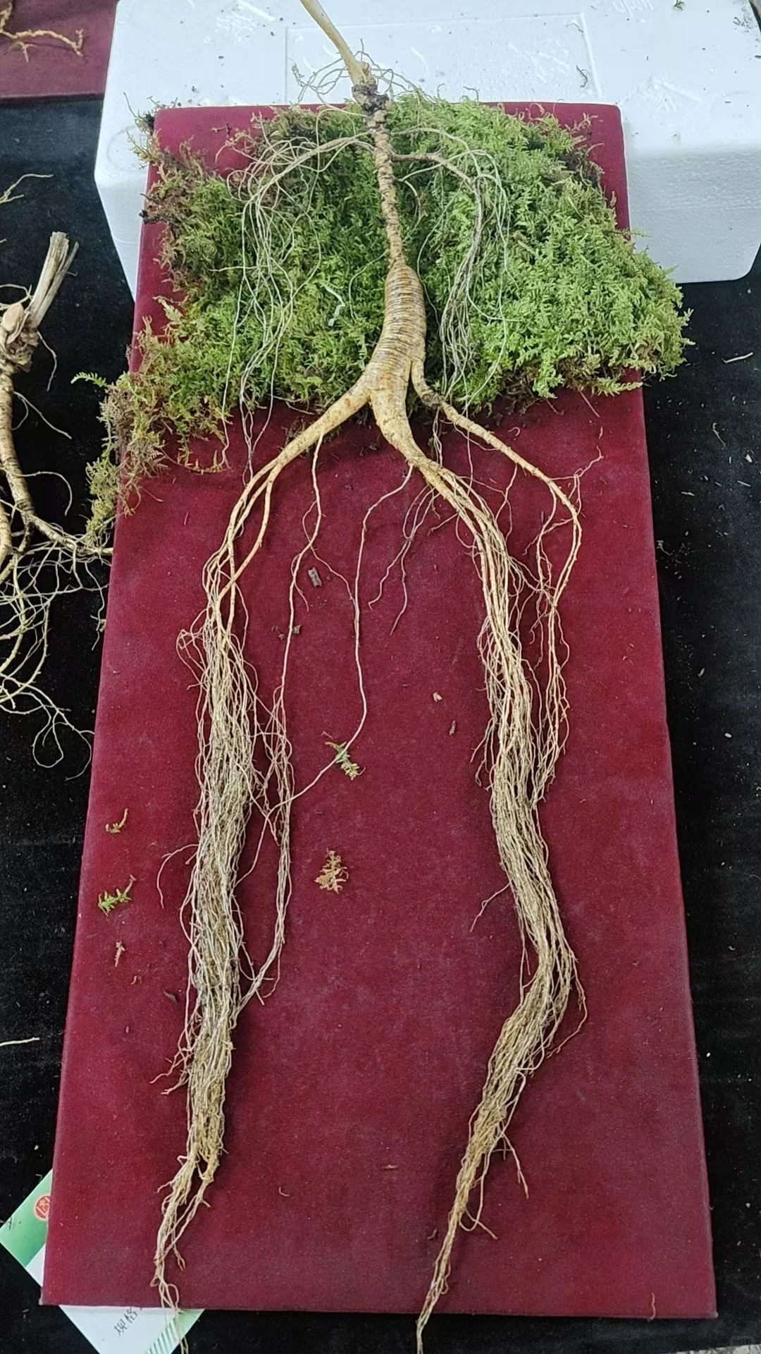 今日份野山参：林下参，超长卢头