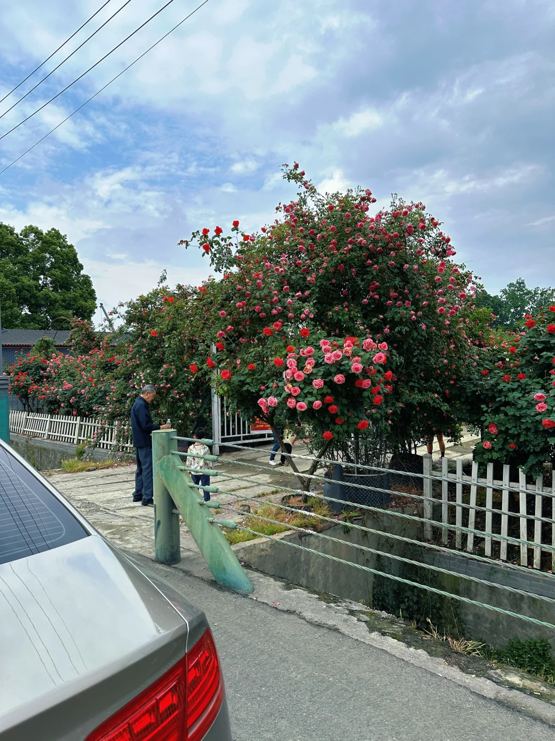 发现一片超美的玫瑰花园
