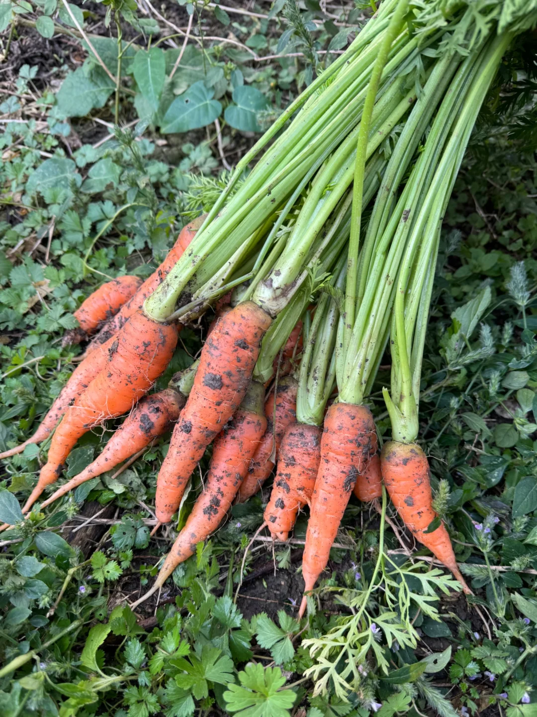 从菜地到菜篮！