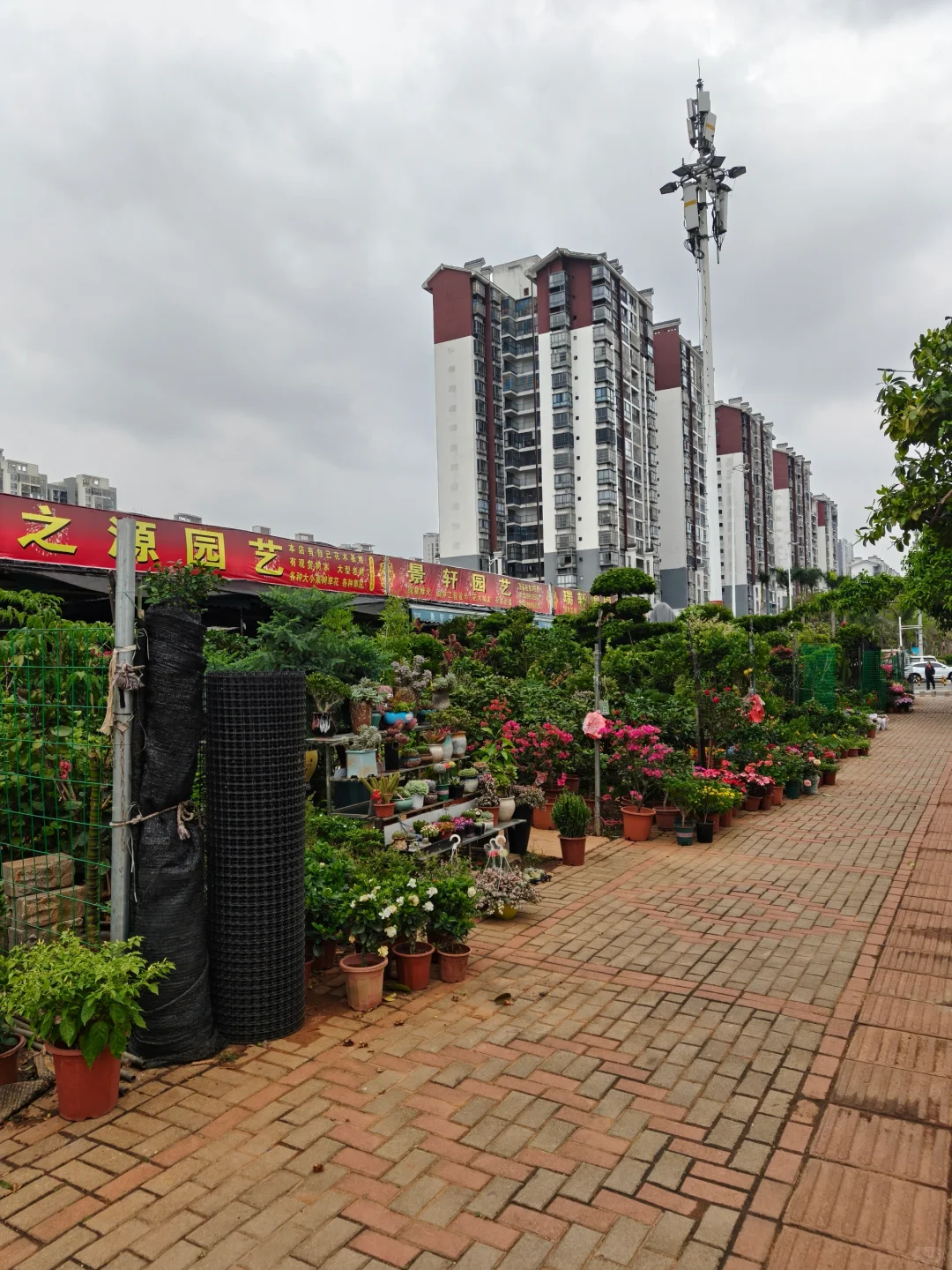 海口椰海大道金福路口绿植花卉市场