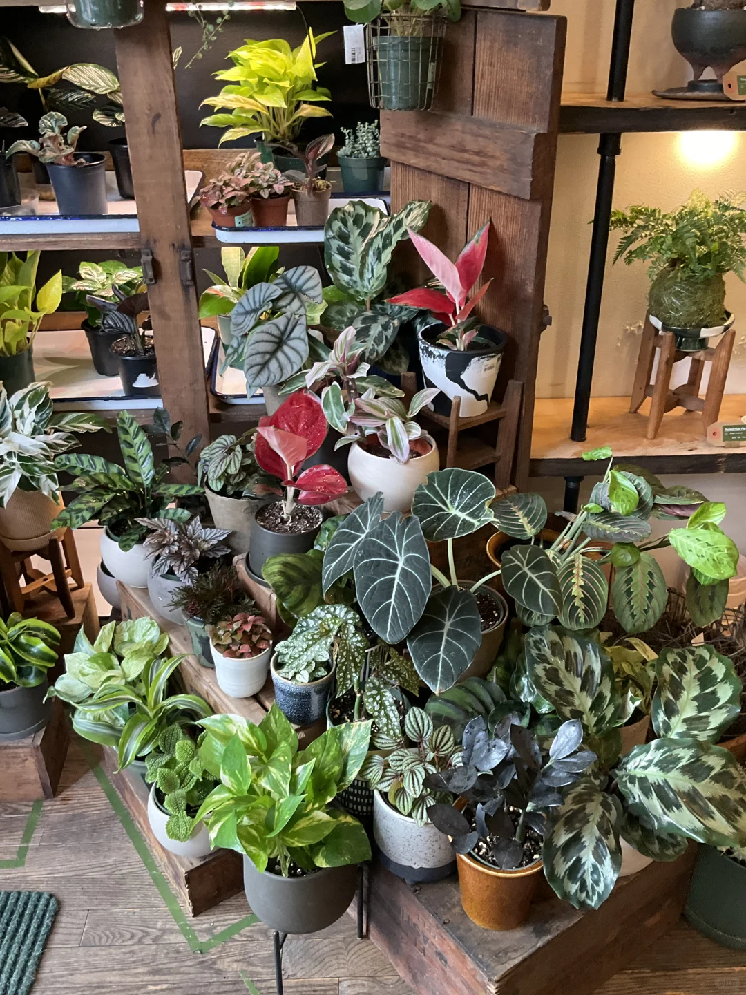 The Moss and Green 纽约植物店