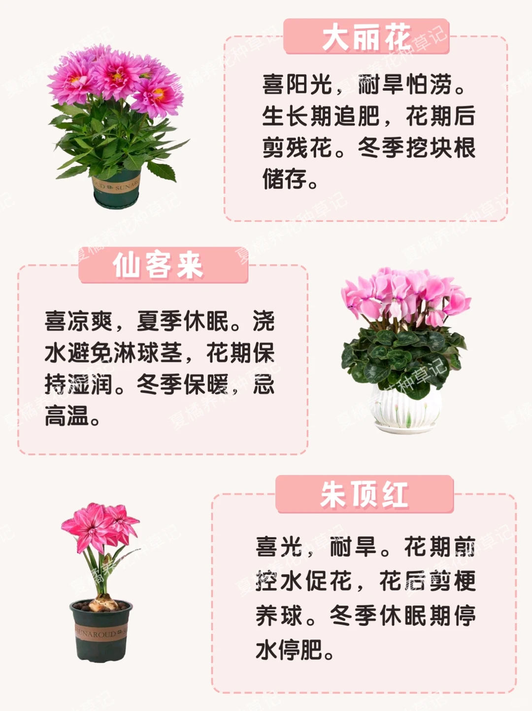 救命！这些粉粉嫩嫩的绿植也太治愈了吧