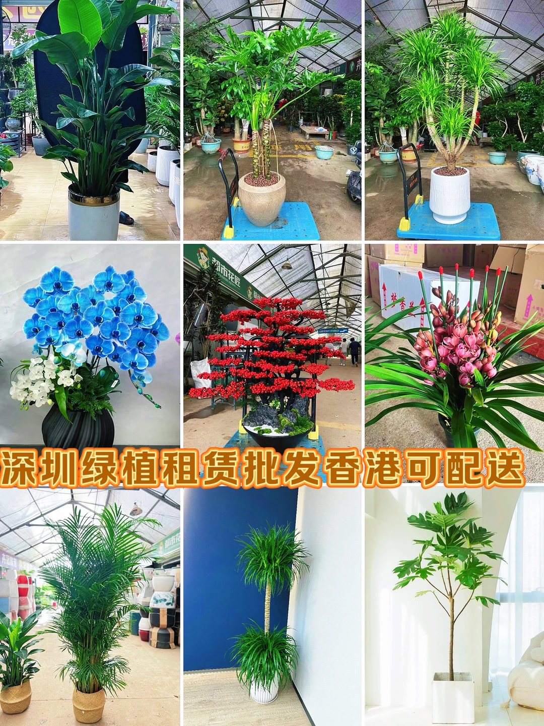 深圳绿植香港可送货上门