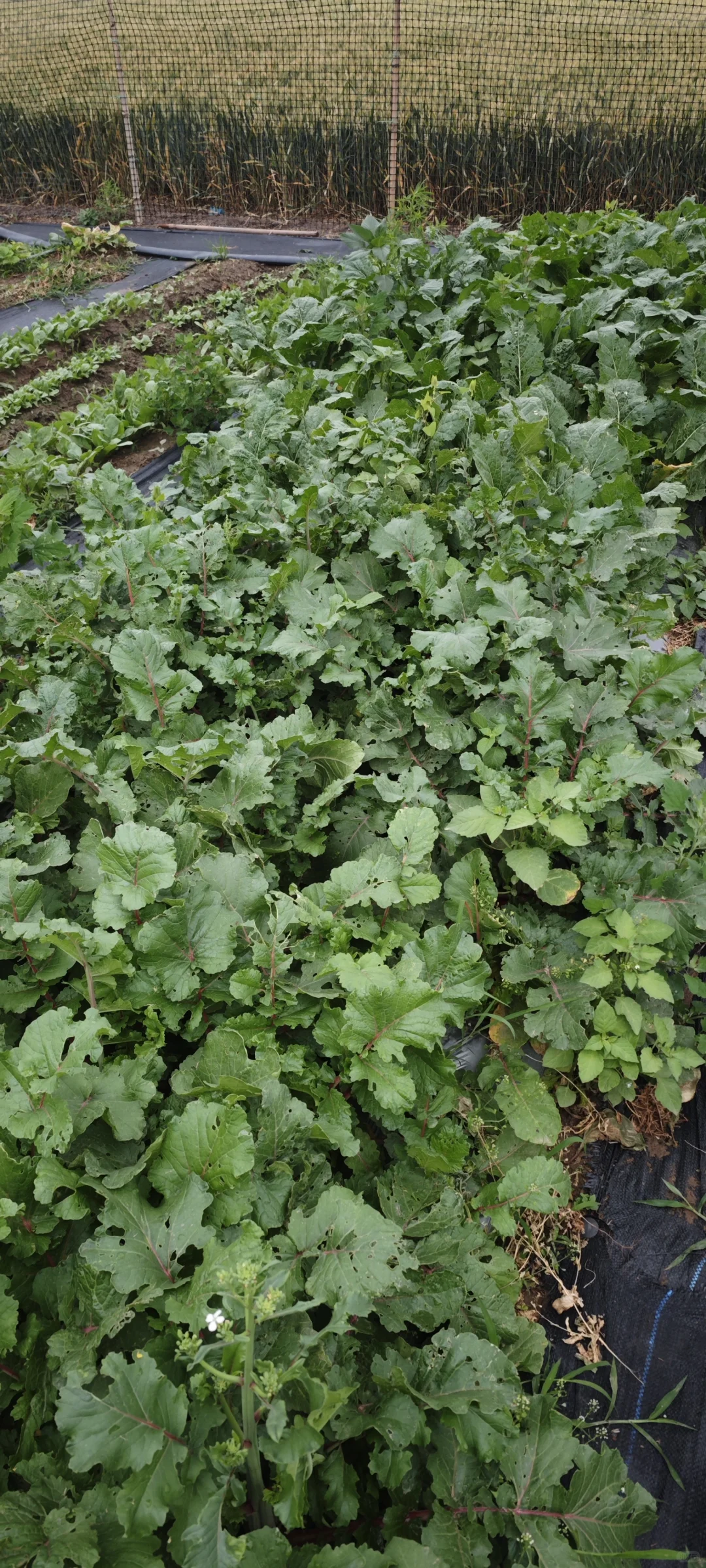 记录一下农场菜地的现状