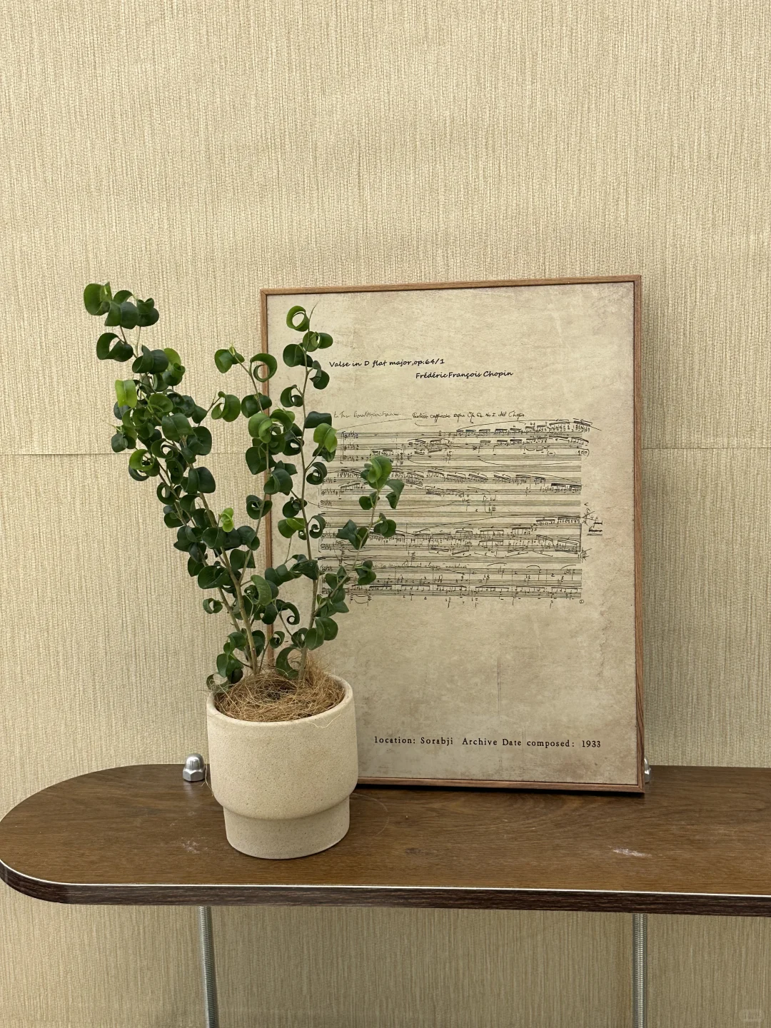 平价中古风绿植分享?