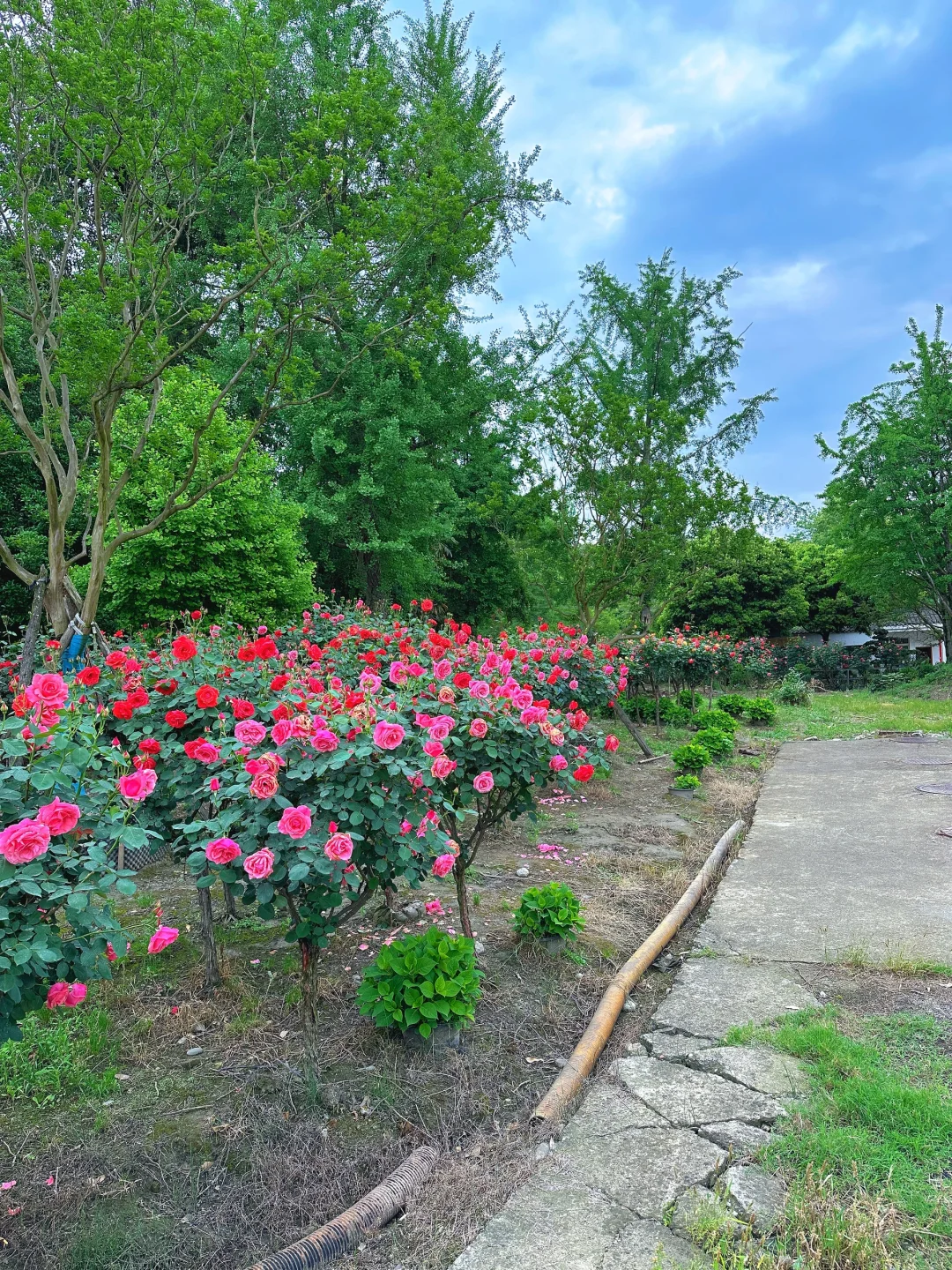 发现一片超美的玫瑰花园