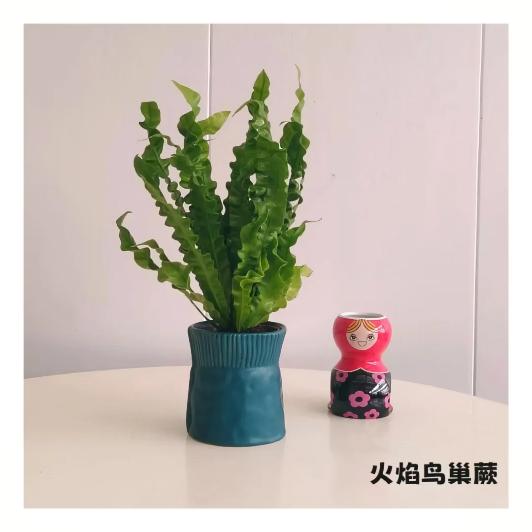 石家庄一株小绿植物摄影?合集～