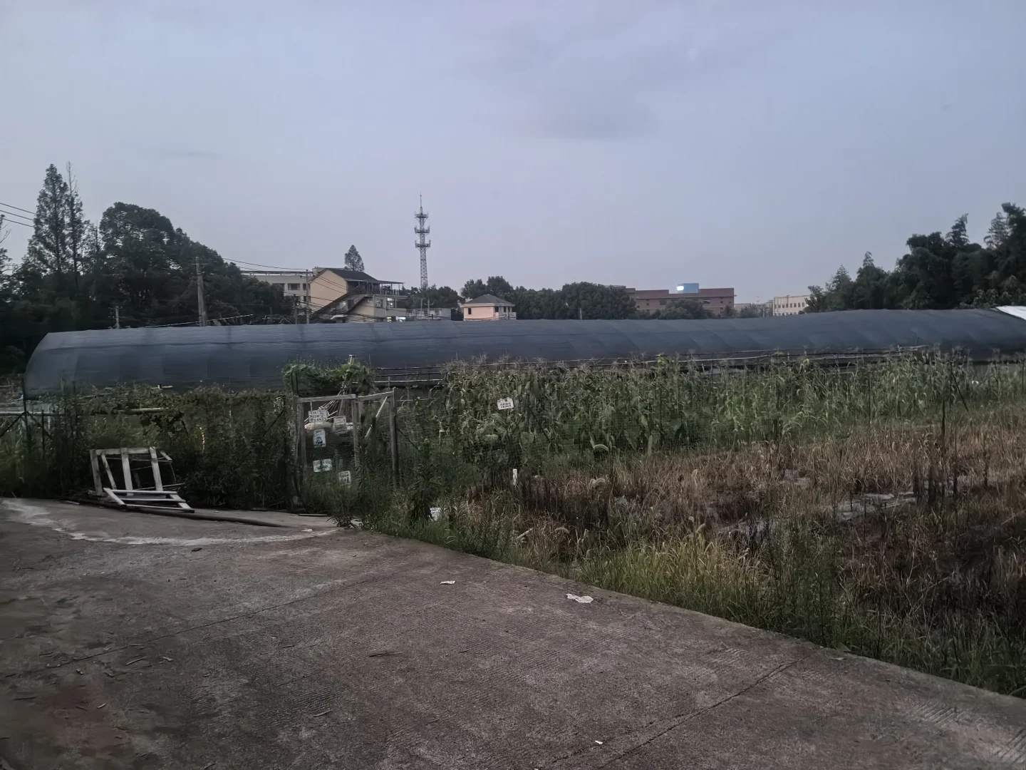 春播最后一批西红柿，明天开始整地迎接秋播