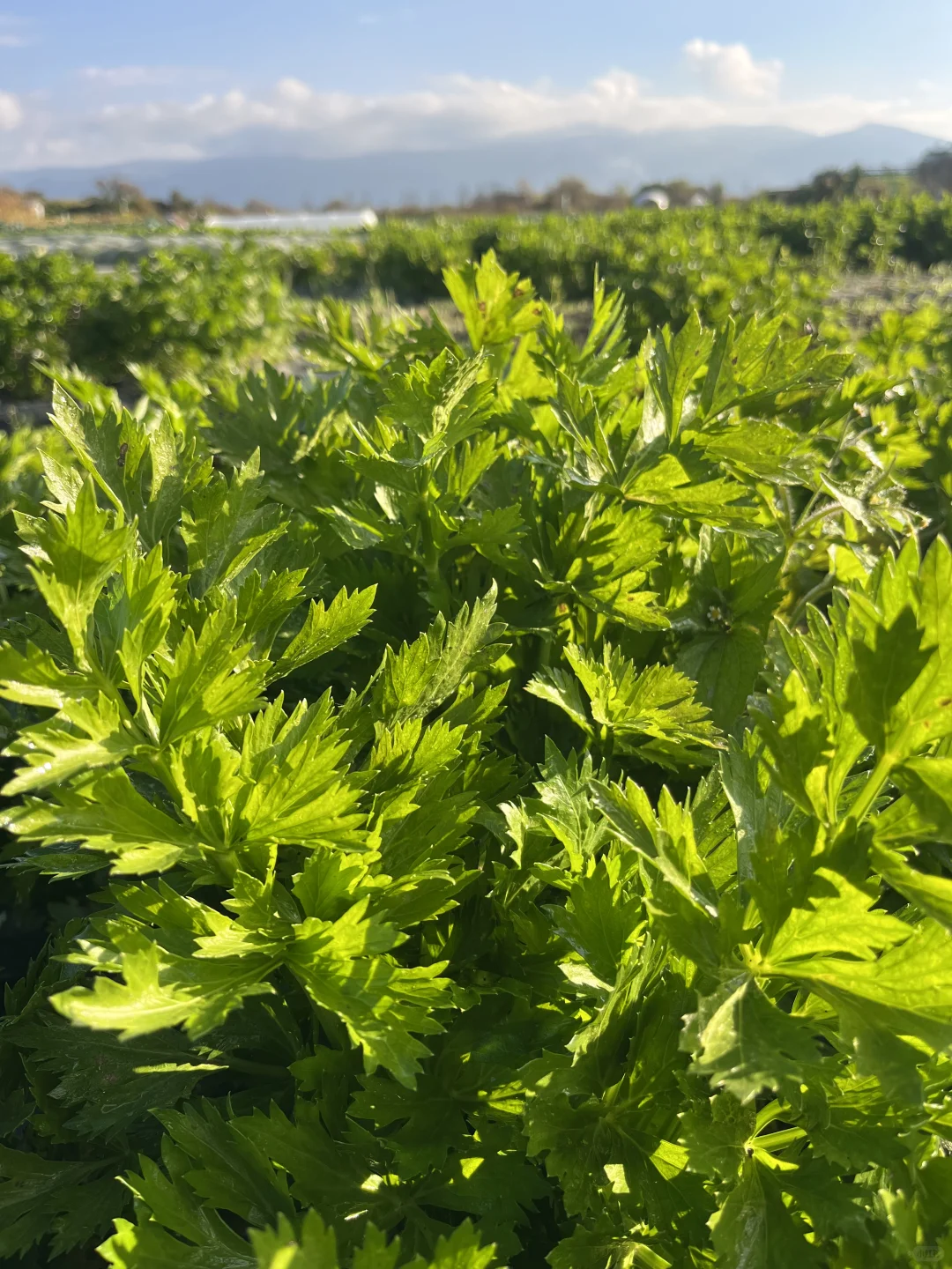 大理的冬天，挖到了「矮墩墩」的西芹??