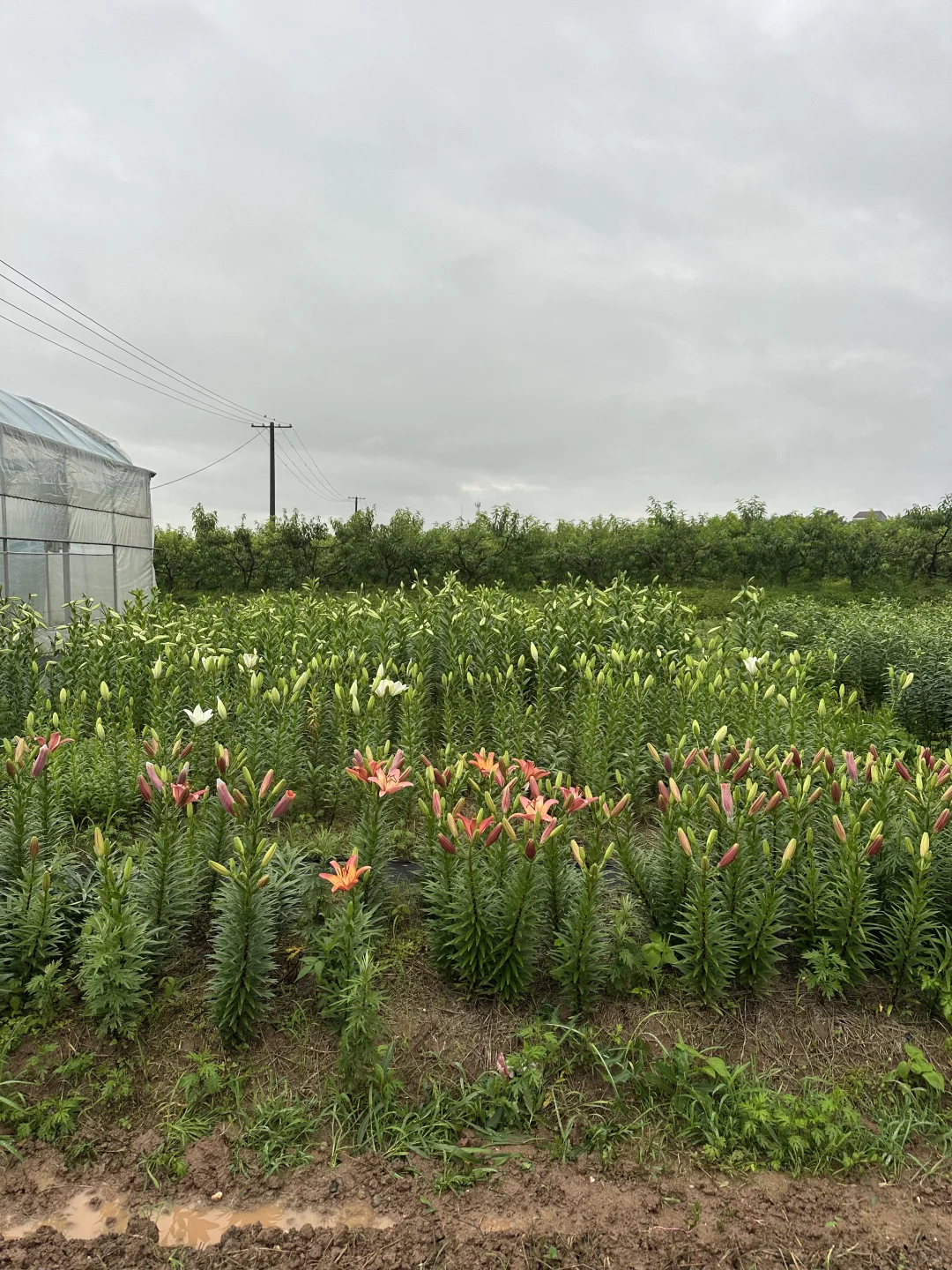 你们慢点开，我卖不过来啊