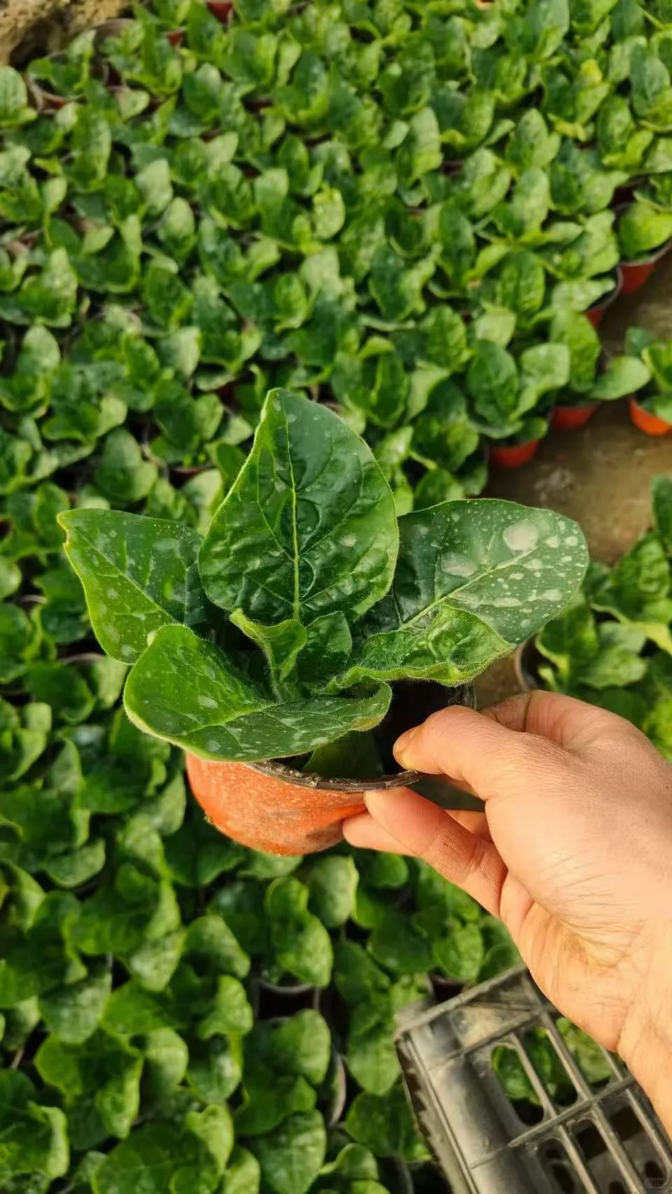 花烟草 基地直销有货有量