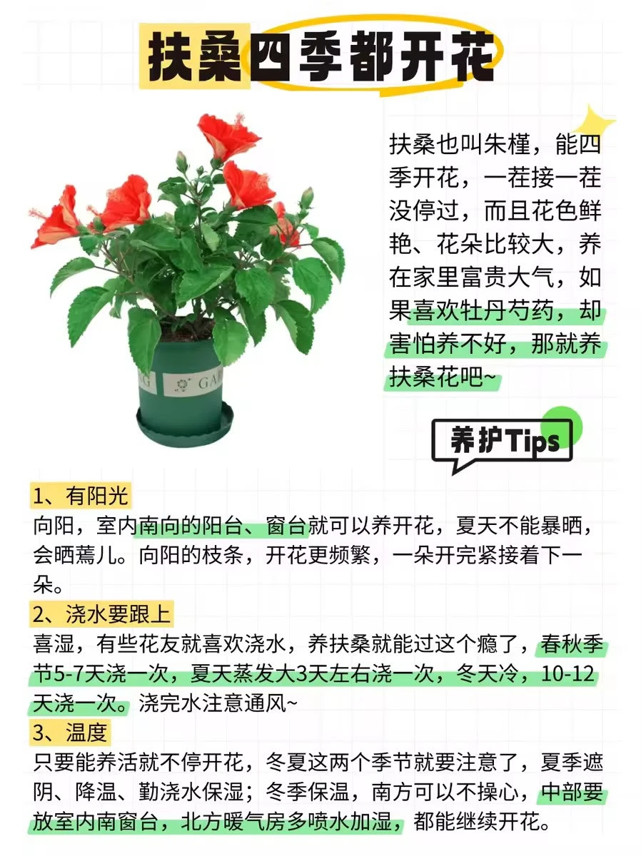 ?12种全年开花植物，懒人来挑战