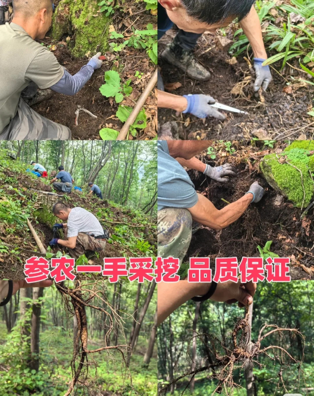 不怕被坑的别进！！如何选择林下参籽货？