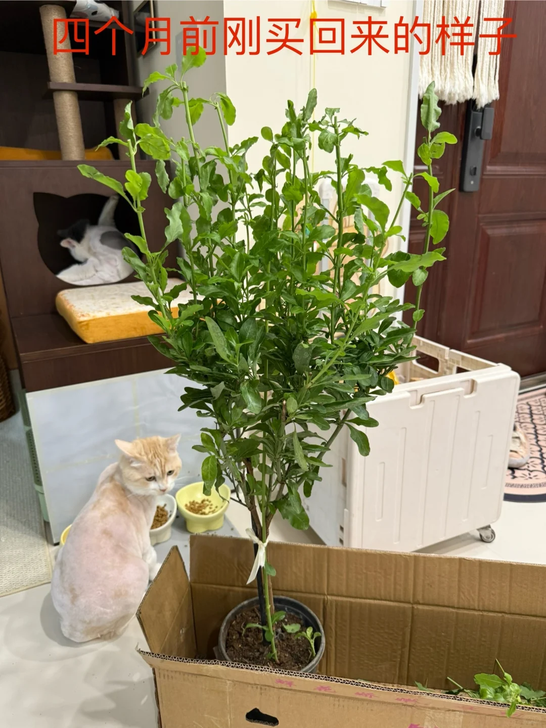 你离一盆爆盆的蓝雪花只有一步之遥