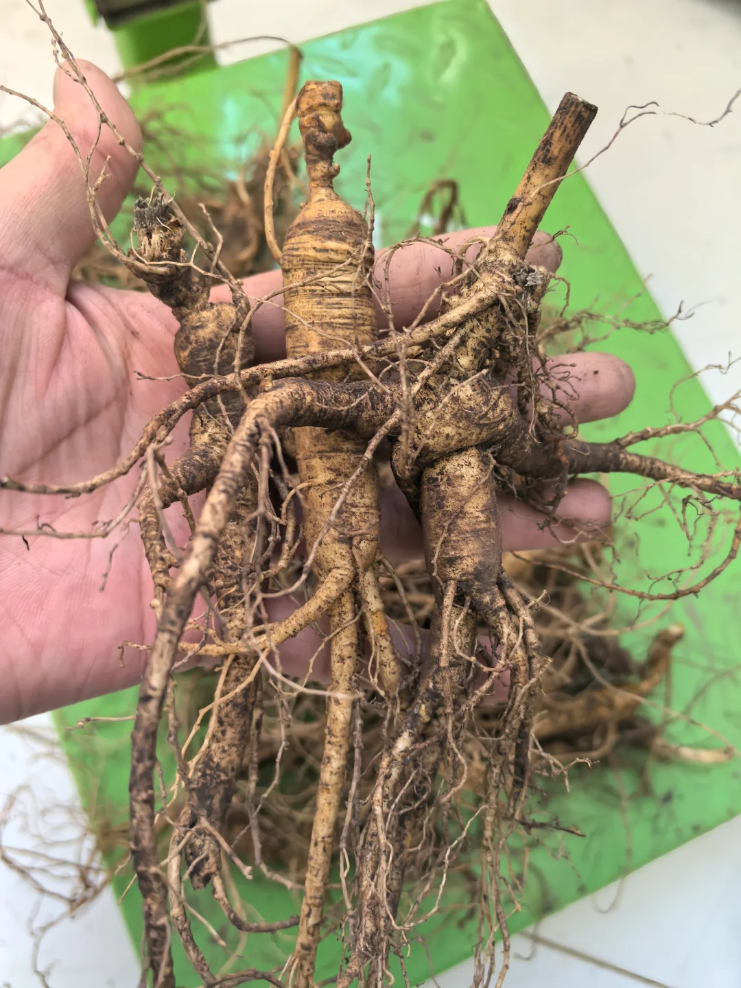 林下籽残参，品相不好看，自用性价比高