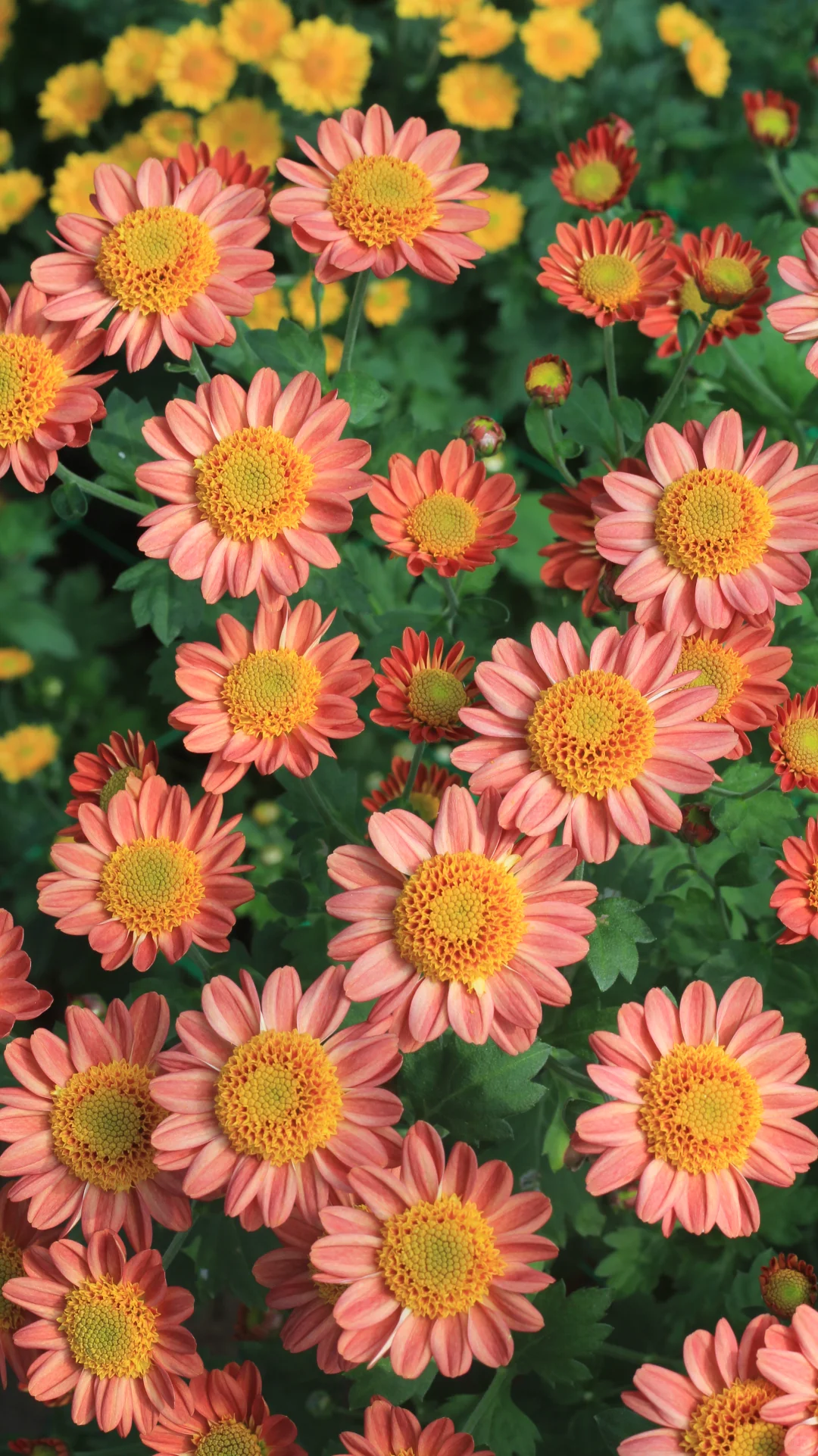 没时间，先发一个品种吧