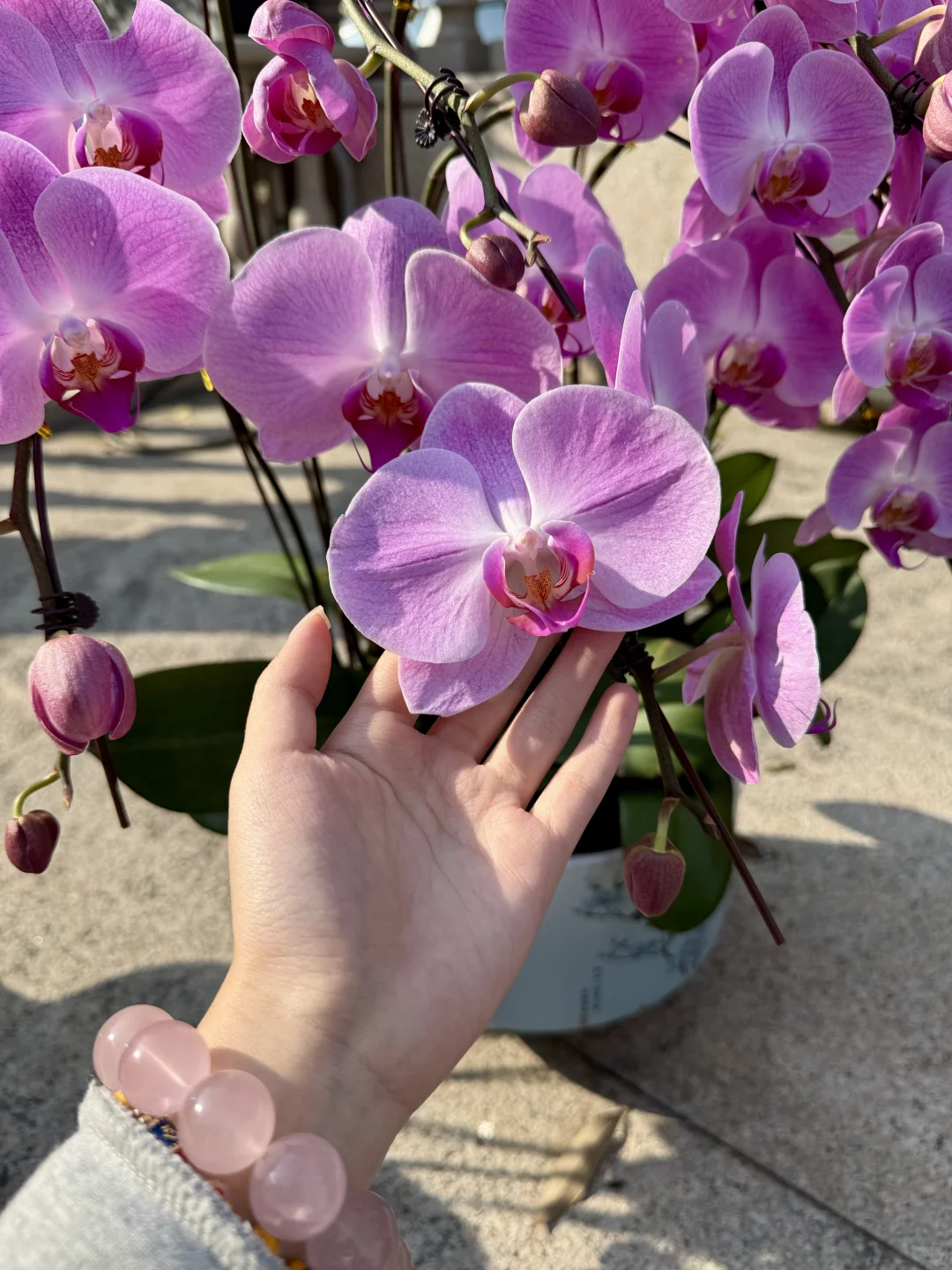 连盆十株230 ?顺德陈村蝴蝶兰下车！附地址~